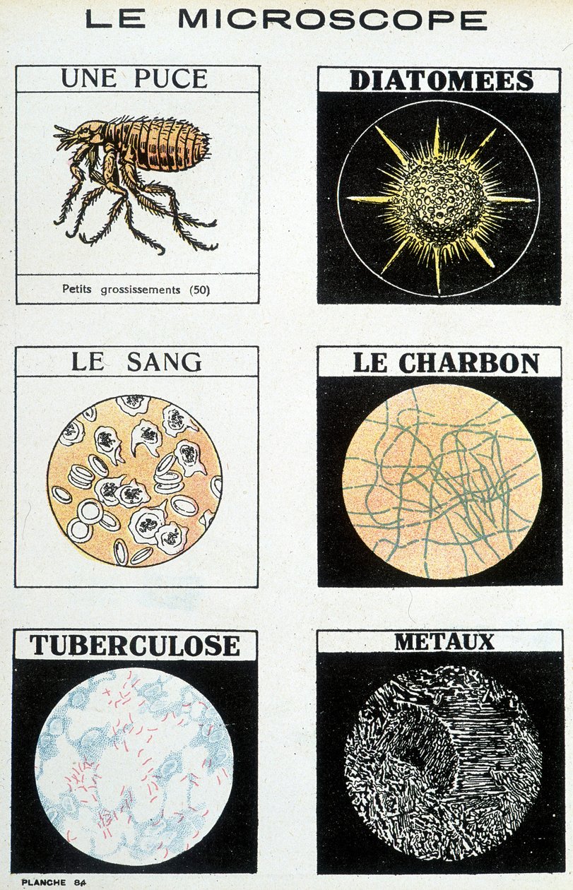 Mikroskoopit: siru, piilevät, veri, hiili, tuberkuloosi, metallit. tekijältä French School