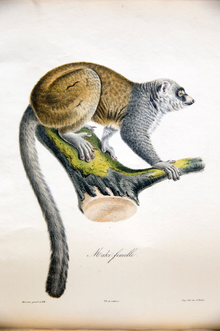 Mongoose-lemur, Natural History of Mammals, alkuperäiset hahmot, kirjoittaneet Étienne Geoffroy Saint-Hilaire ja Frédéric Cuvier, 1824-42 tekijältä French School