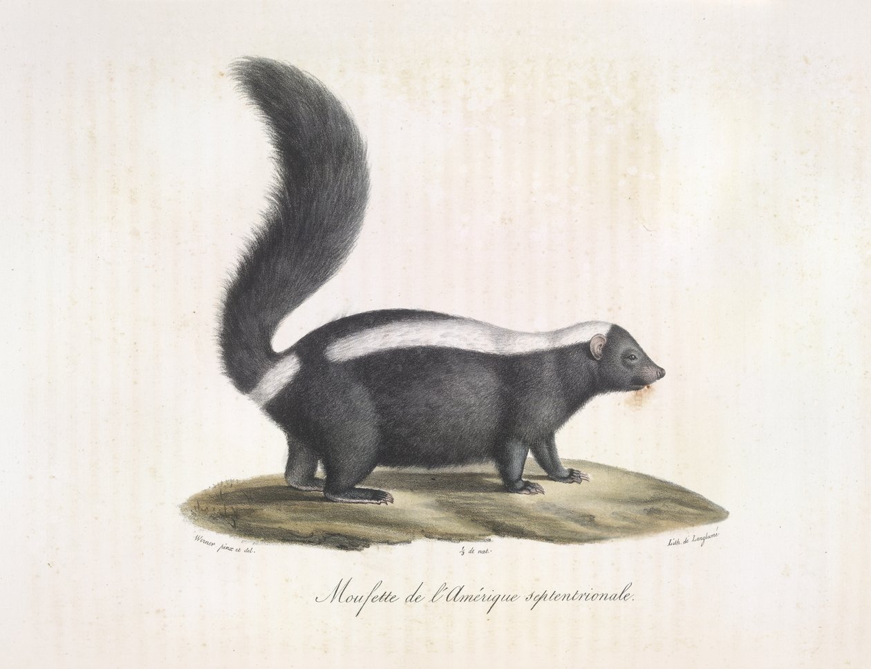 Skunk. Skunk, de la història natural dels mamífers (litografia de color) finlandès tekijältä French School