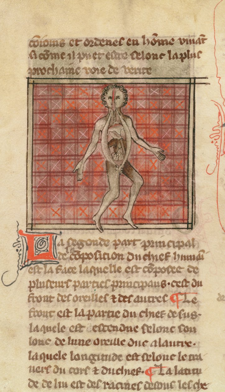 Ms 2030 fol.17 Anatominen hahmo, La Chirurgie de Maitre Henri de Mondeville tekijältä French School