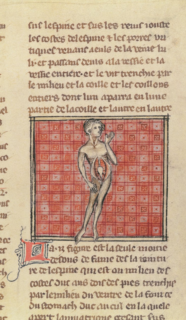 Ms 2030 fol.29 Anatominen hahmo, Maitre Henri de Mondevillen kirurgiasta tekijältä French School