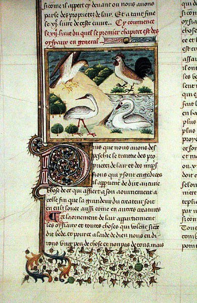 Ms 399 The Properties of Birds, Livre des Proprietes des Choses, Barthelemy l Anglais tekijältä French School
