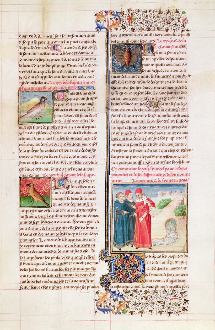 Ms 399 fol.149 Kilpikonnan, hoopoen ja lepakkon ominaisuudet, Barthelemy l