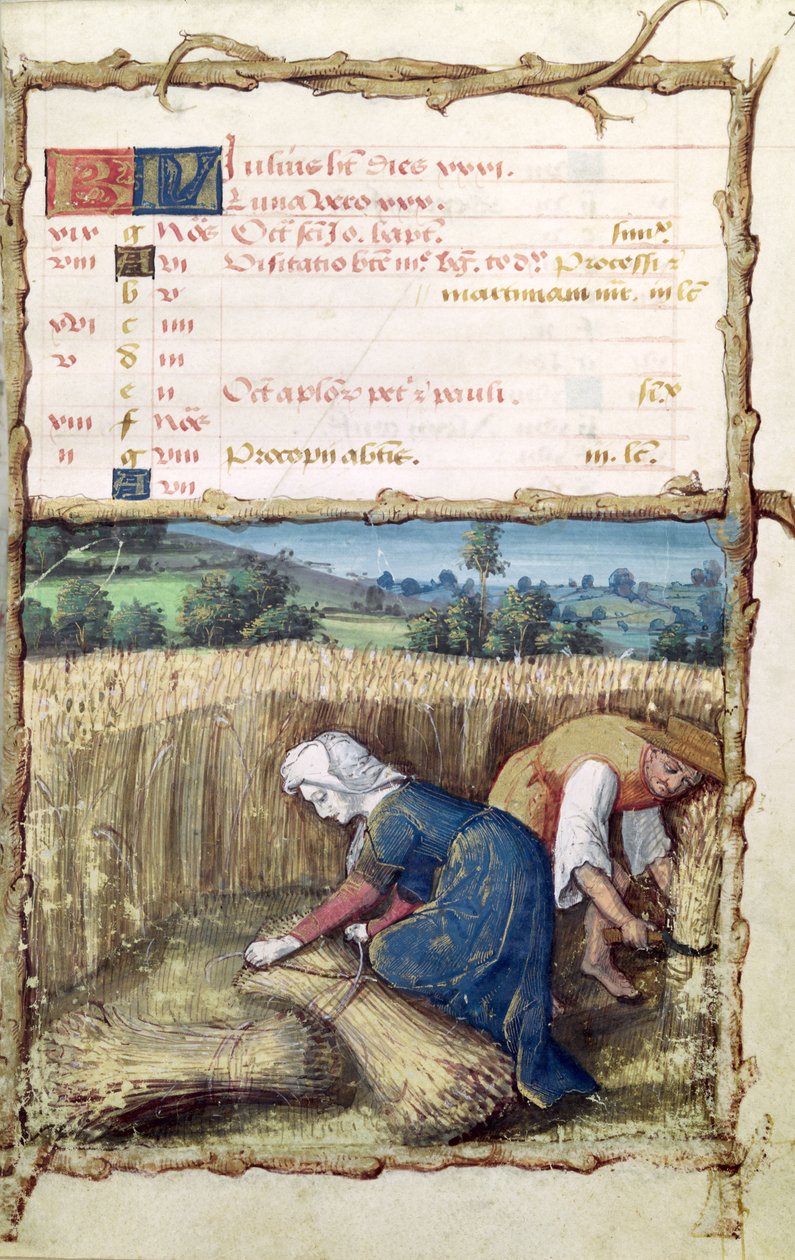 Ms 438 Heinäkuu: Vehnän korjuu ja sadonkorjuu, tuntikirjasta, 1490 tekijältä French School