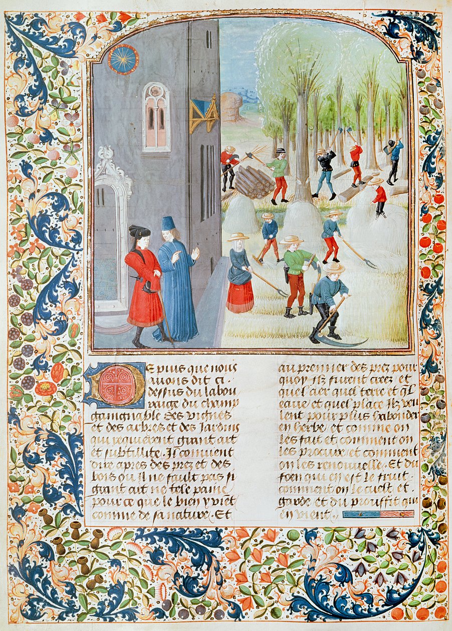 Ms 5064 fol.198v Puiden leikkaaminen ja sadonkorjuu, Livre des Prouffitz Champestres, Pietro de Crescenzi (1230-132021) tekijältä French School