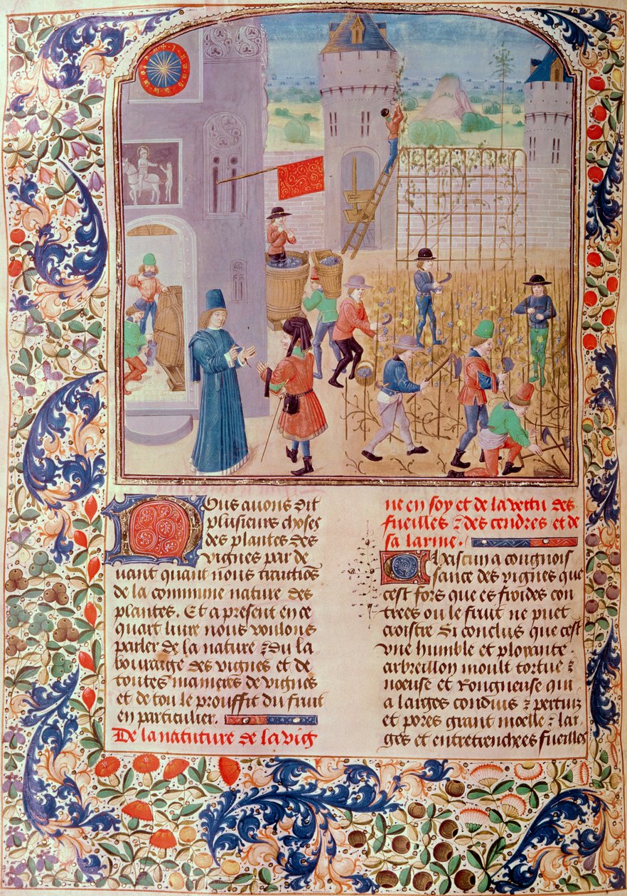 Ms 5064 fol.68v Työskentely viinitarhassa, Livre des Prouffitz Champestres, Pietro de Crescenzi (1230-1321) tekijältä French School