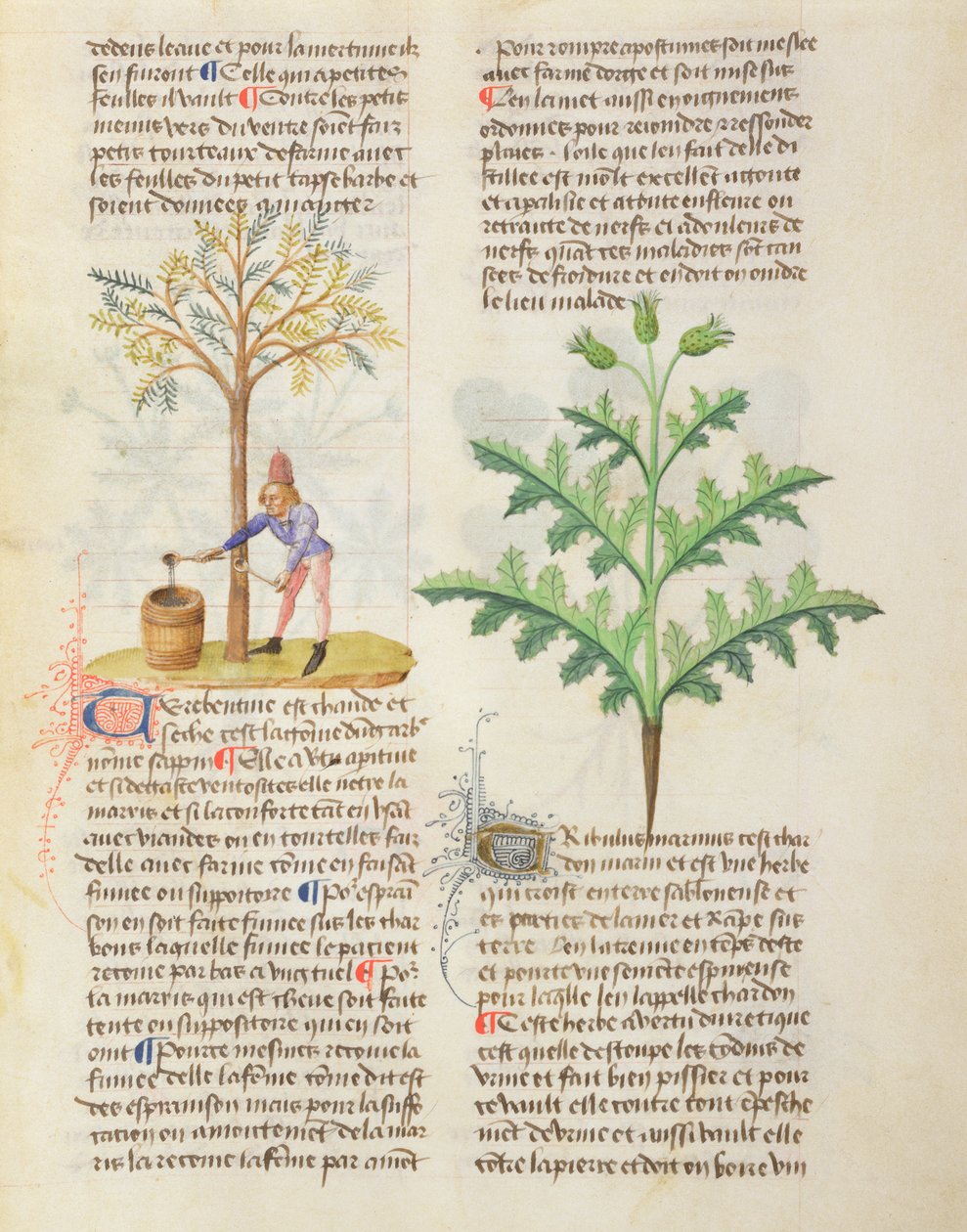Neiti. On Different Herbs by Dioscorides, fol.165r Tapping Turpentine tekijältä French School