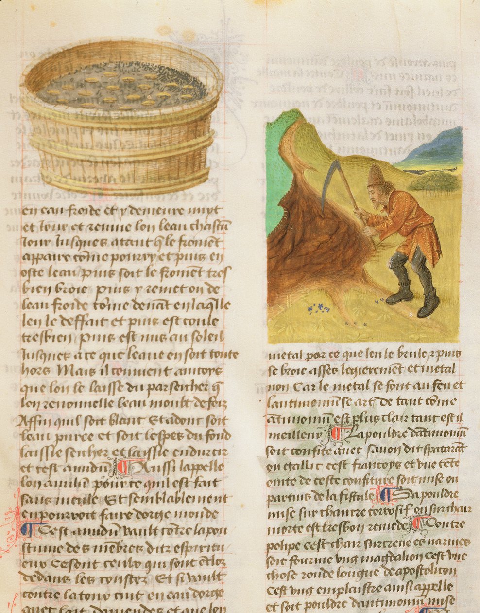 Ms. De Diversis Herbis kirjoittaja Dioscorides, fol.8r Seeds in a Tub and Searching for Gentian Tubers tekijältä French School