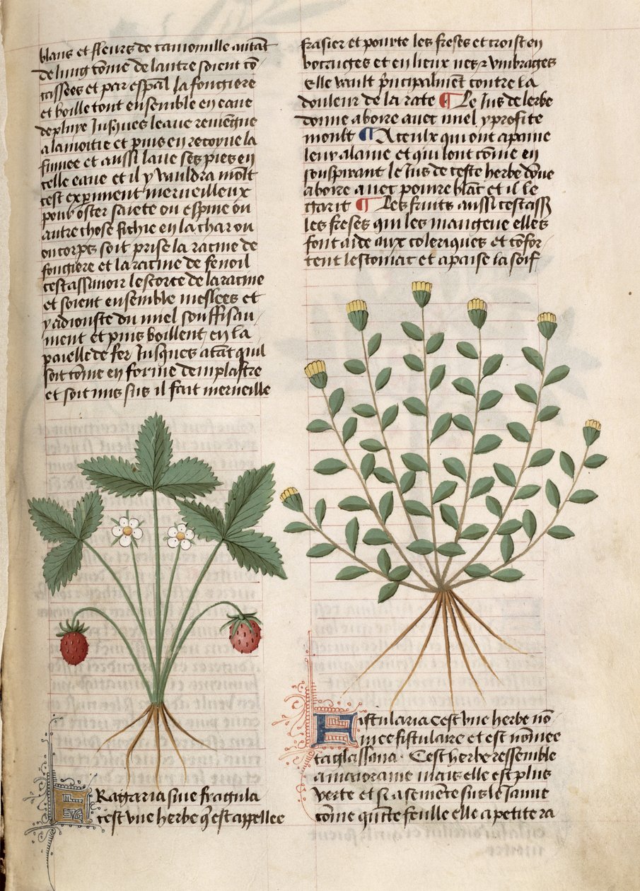 Ms Est 28 M 5.9 fol.75r Strawberry Plant, teoksesta "Grand Herbier", Pedanius Dioscorides (n. 40-90 jKr) tekijältä French School