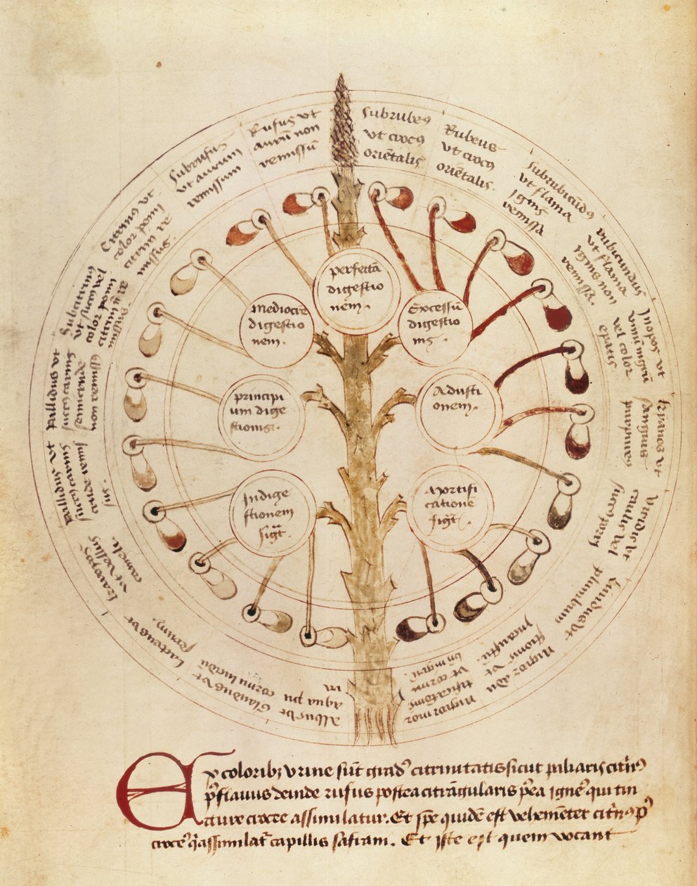 Ms Lat 11229 fol.19r Taulukko virtsan analyysiä varten, Petit Traite dhygiene et Medecine tekijältä French School