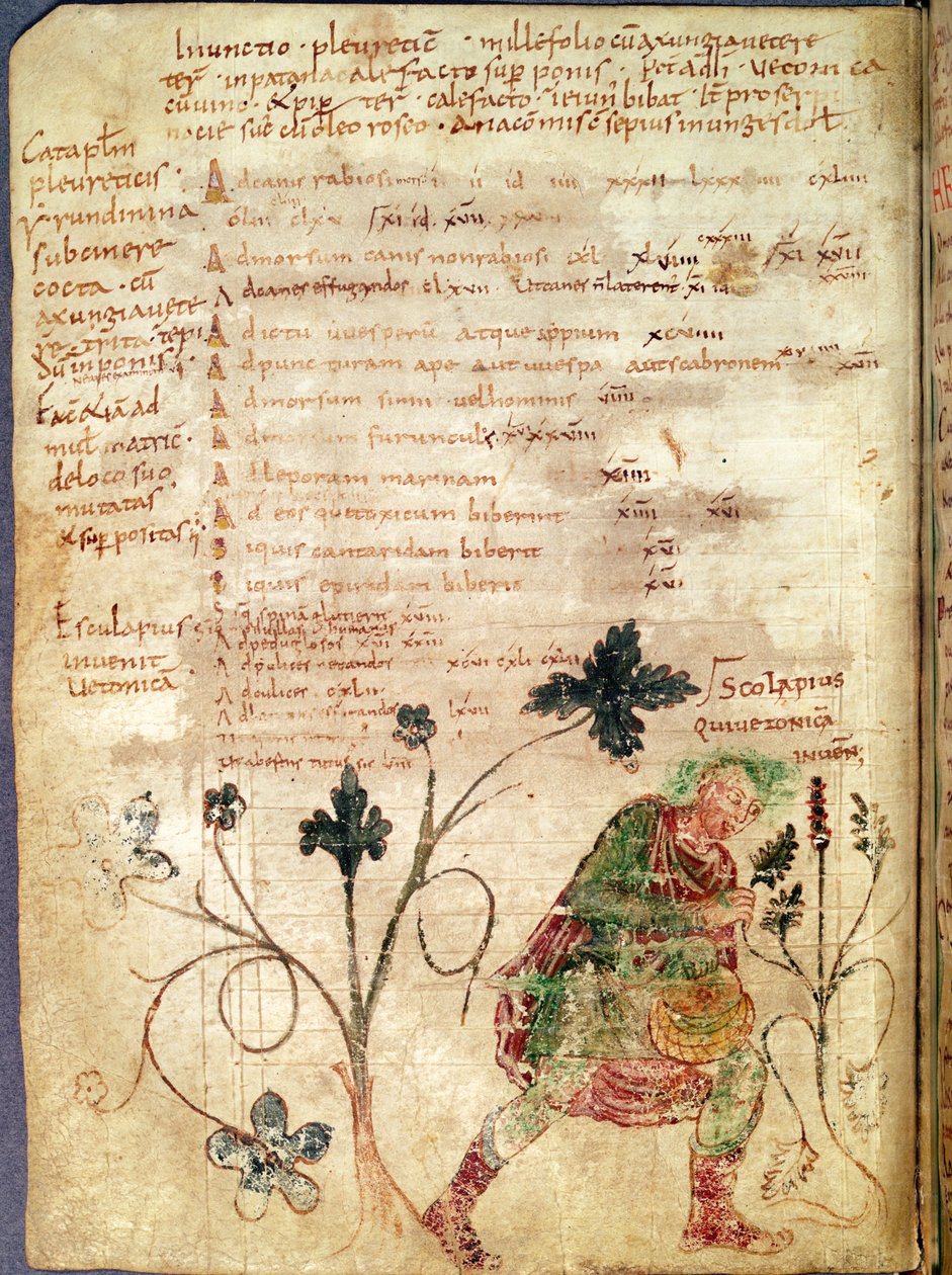 Ms Latin 6862 fol.18v Aesculapius löytää betonia, Antonius Musan (63 eKr.-14 jKr.) käsikirjoituksesta tekijältä French School