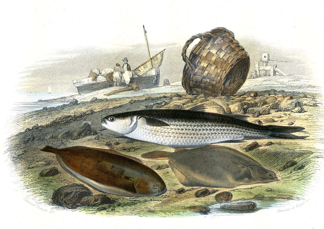 Mullet (Mugilidae), auringonkukka (Solea Vulgaris), Limand (Microstomus Kitt) - Bernard Germain de Lacepeden (1856-1925) luonnonhistoriasta poiminut levy, P.Furme-painos, Pariisi tekijältä French School