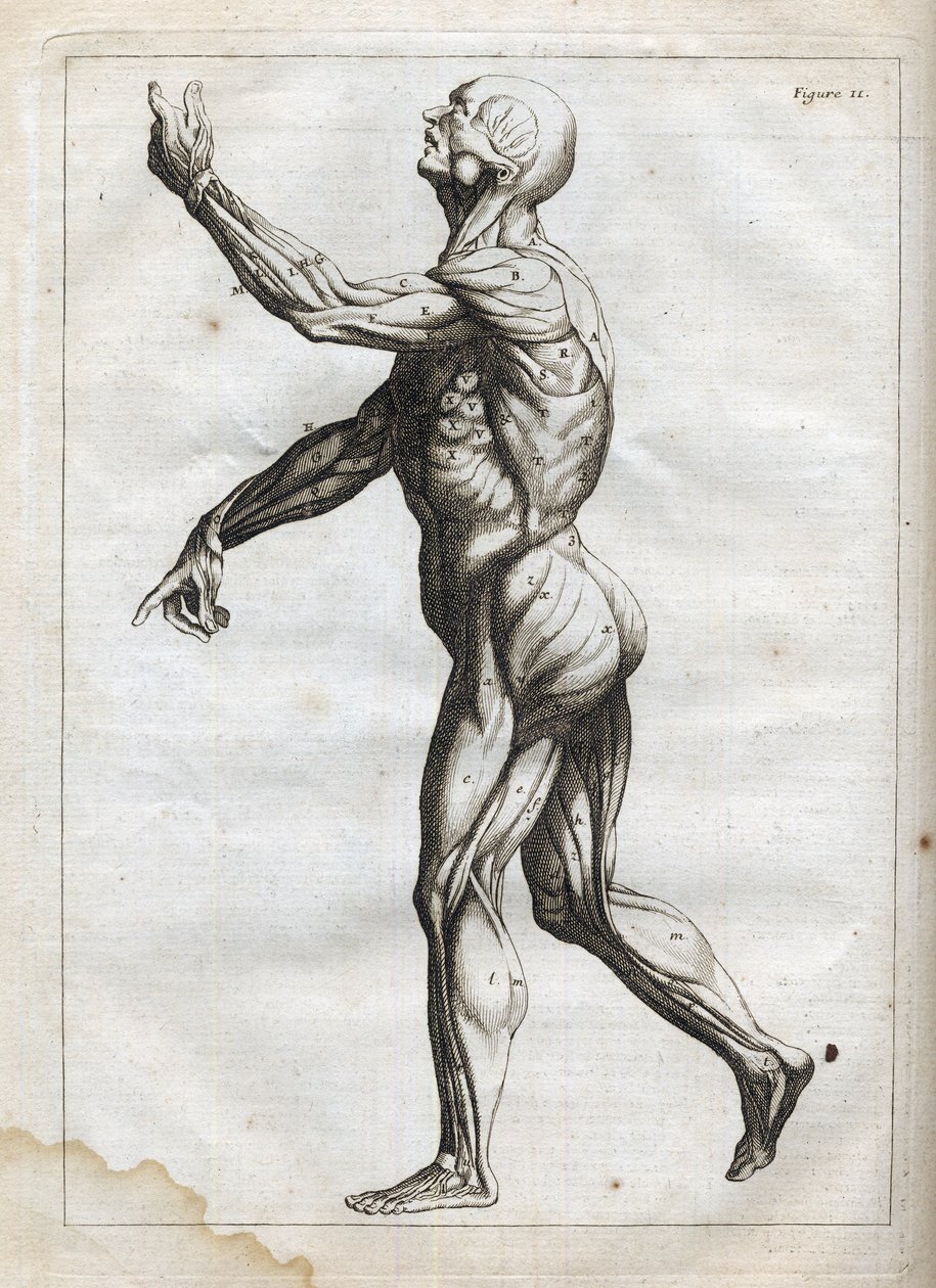 Ihmisen lihakset - - kaiverrus "Abstract Anatomy, sovitettu maalauksen ja kuvanveiston taiteeseen" - 1760 tekijältä French School