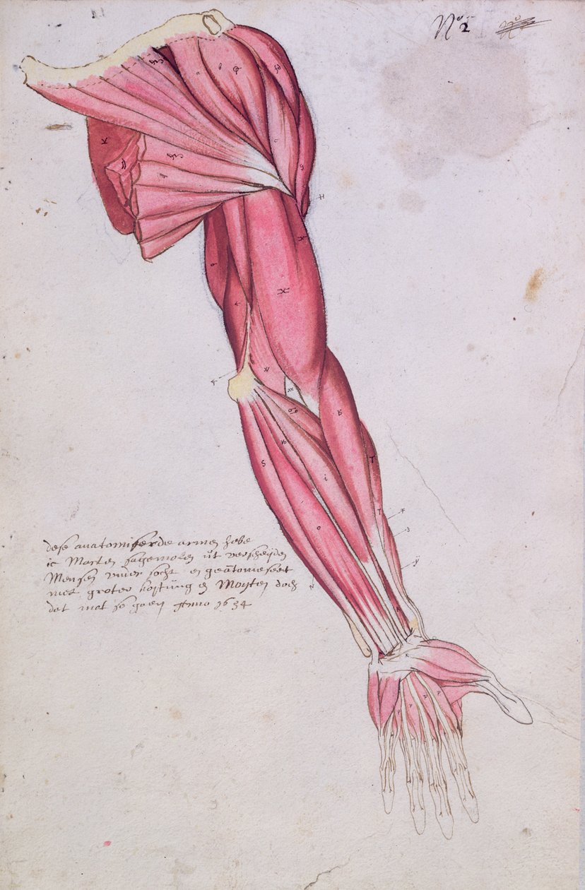 Käsivarren ja olkapään lihaksisto, 1634 (kynä & muste ja wc paperilla) tekijältä French School