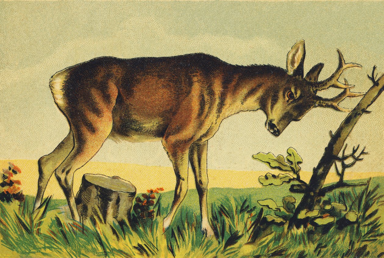 N Nangueur (Lama-antiloopin vulgäärinimi) tekijältä French School