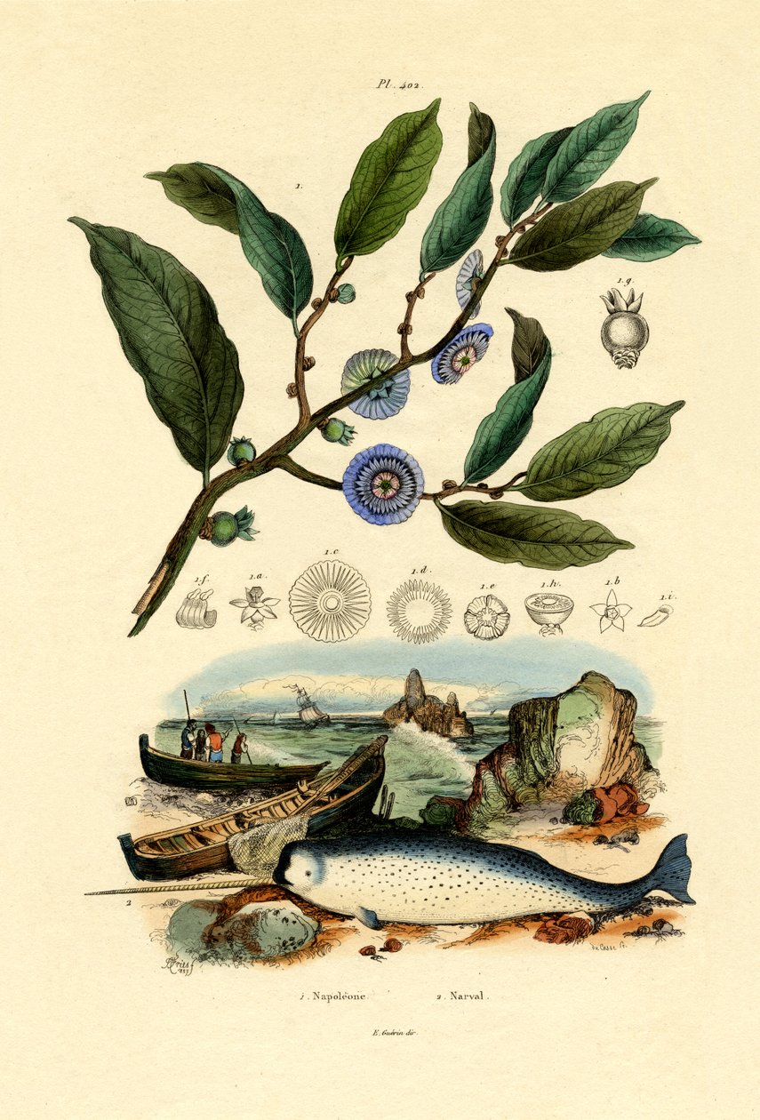 Napoleonin hattu, 1833-39 tekijältä French School