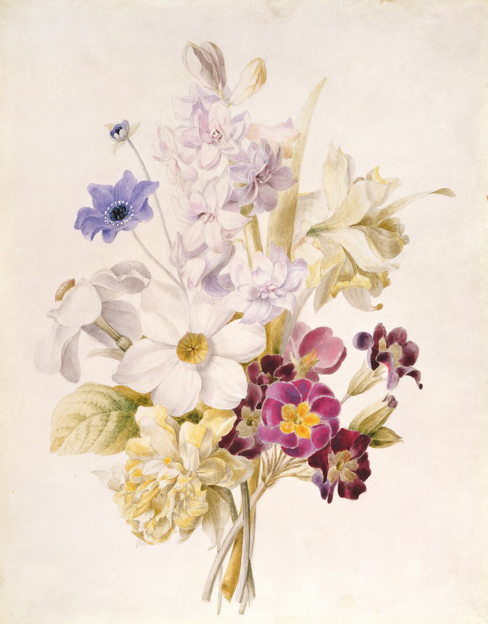 Narsissi ja muut kukat, 1840 (wc paperilla) tekijältä French School