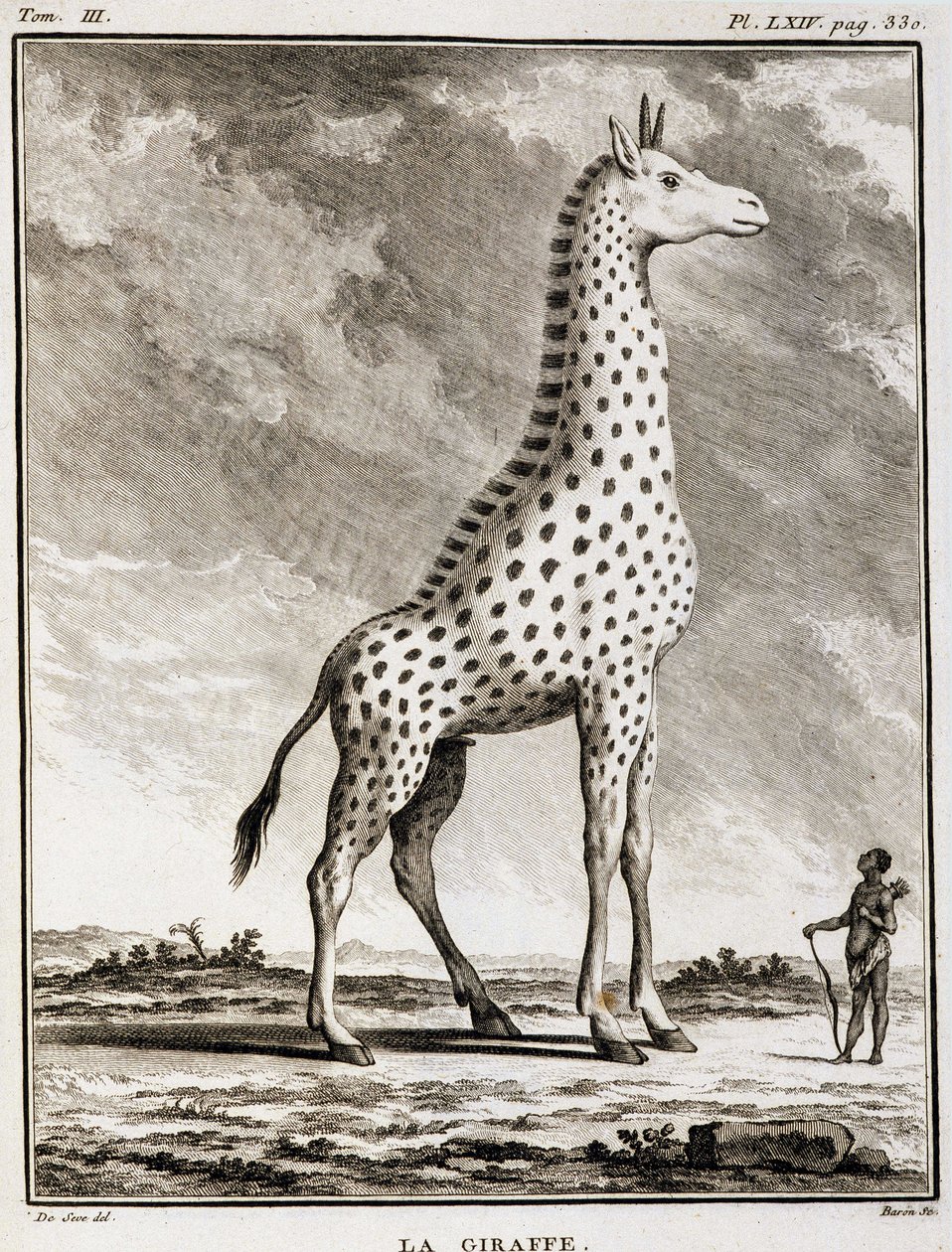 Luonnonhistoriallinen levy: La Giraffe - Buffonin "" Natural History, General and Particular -kirjassa". tekijältä French School