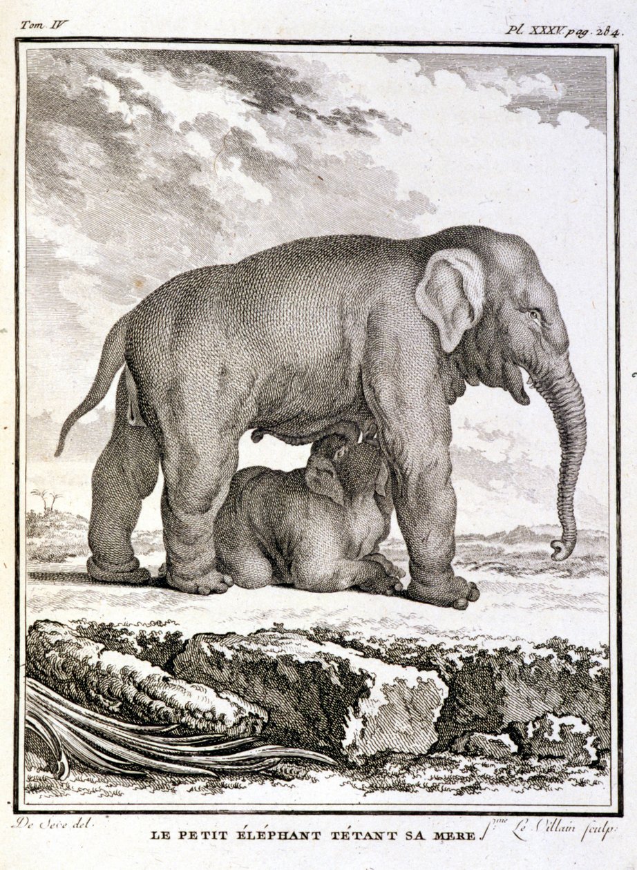 Luonnonhistoriallinen levy: Pieni norsu pilkkaamassa äitiään - Buffonin "" Natural History, General and Particular" -osassa tekijältä French School