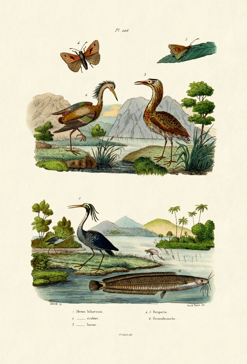 Night Heron, 1833-39 tekijältä French School