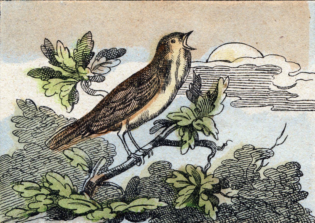 Satakieli. Kaiverrus "Buffon Alphabet des Oiseaux n 1". 3. Serie N 1. Epinalin kuvantaminen, Epinal, 1800-luvun loppu. 16 sivua. Mitat: 28 x 21 cm tekijältä French School
