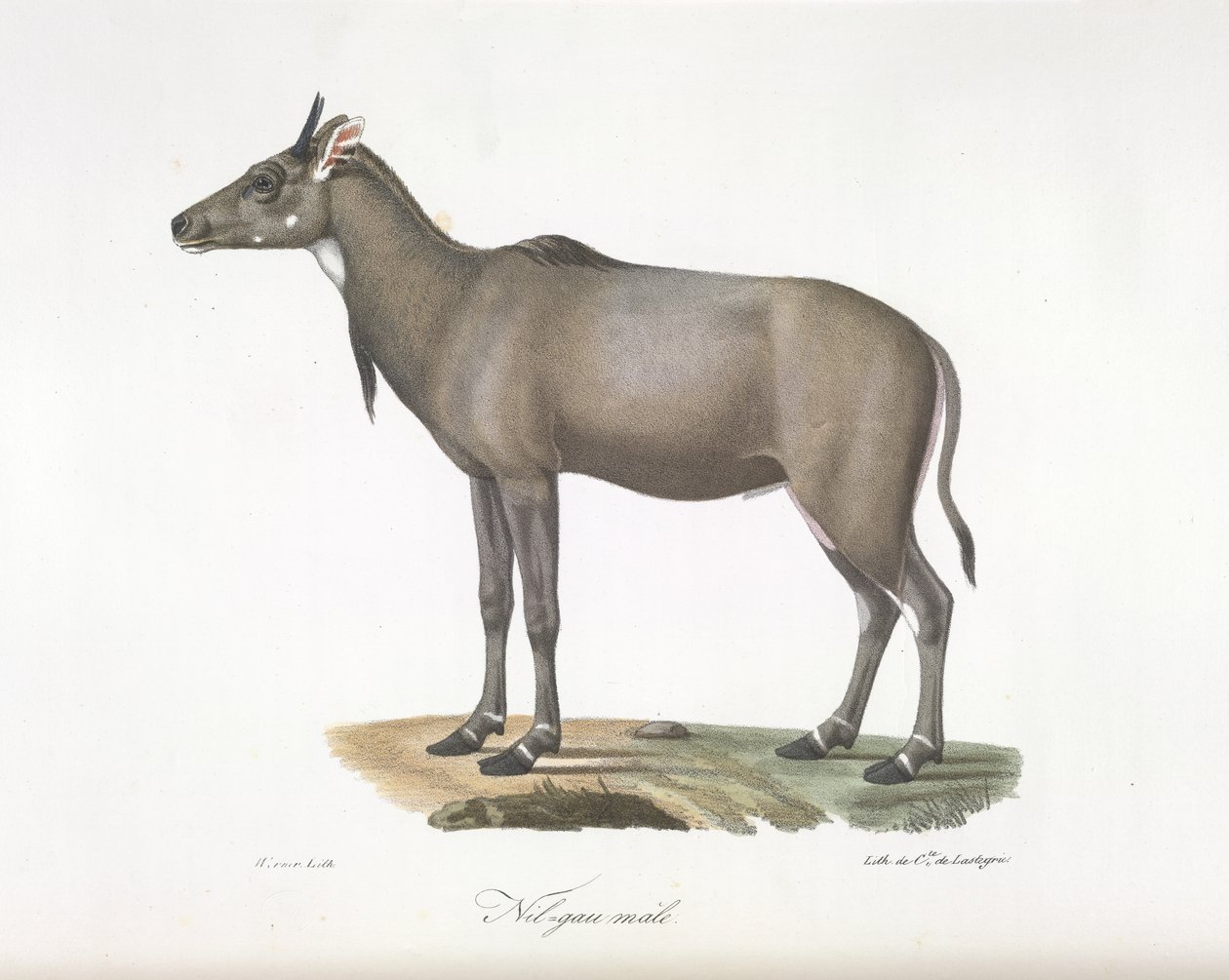 Nilgau uros. Nylgau-antilooppi, nisäkkäiden luonnonhistoriasta (väri litho) tekijältä French School