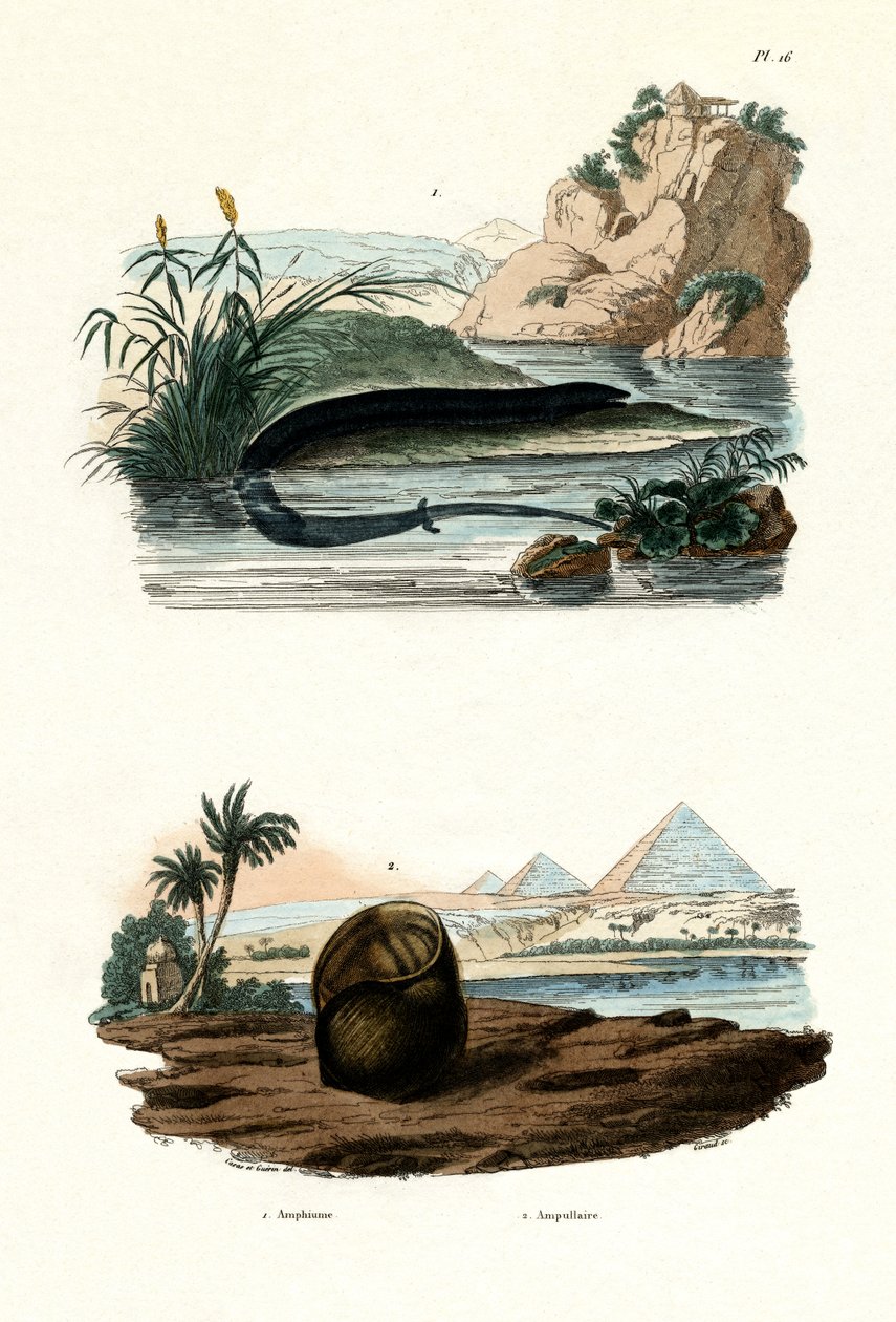 Yksivarvas Amphiuma, 1833-39 tekijältä French School