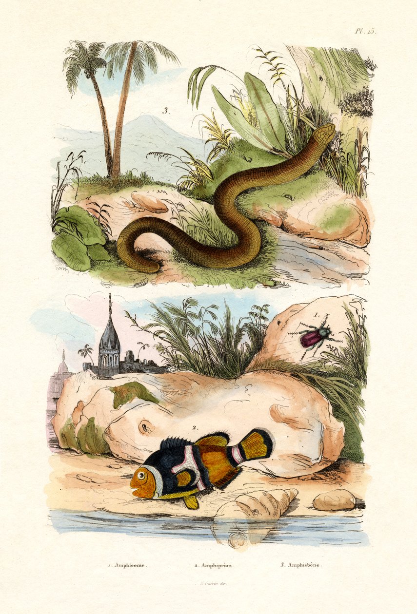 Orange Clownfish, 1833-39 tekijältä French School