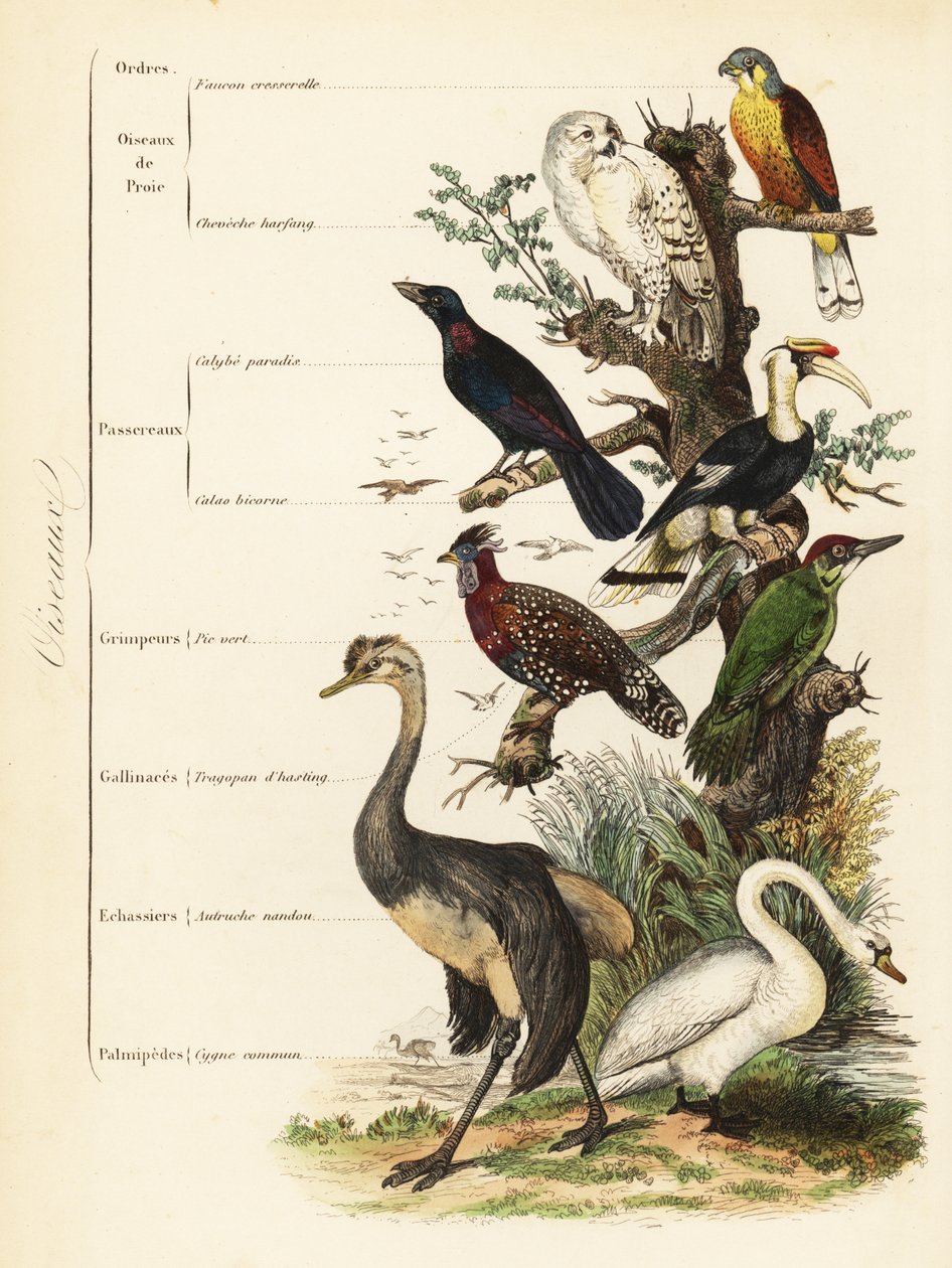 Lintulahkot: tuuli, Falco tinnunculus, haavoittuva lumipöllö, Bubo scandiacus, kottarainen, Lamprotornis chalybaeus, suursarvinokka, Buceros bicornis, vihreä tikka, Picus viridis, läntinen tragopan, Tragopan melanocephalus, tekijältä French School
