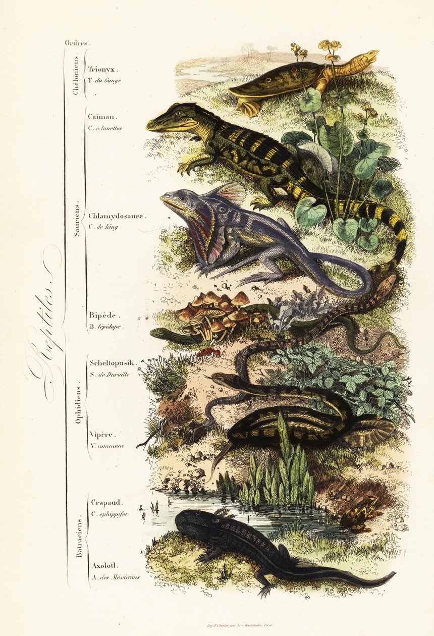 Matelijoiden lahkot: haavoittuva intialainen softshell-kilpikonna, Nilssonia gangetica, silmälasikaimaani, kaimaanikrokotiili, röyhelökaula-lisko, Chlamydosaurus kingii, suomijalka, Pygopus lepidopudus, lasilisko, Pseudopus apodus, kyy, tekijältä French School
