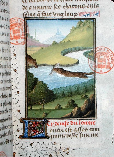 Saukko pyydystämässä kalaa, Gaston Phebus de Foixin (1331-91) Livre de la Chasse -teoksesta (pergamentti). tekijältä French School
