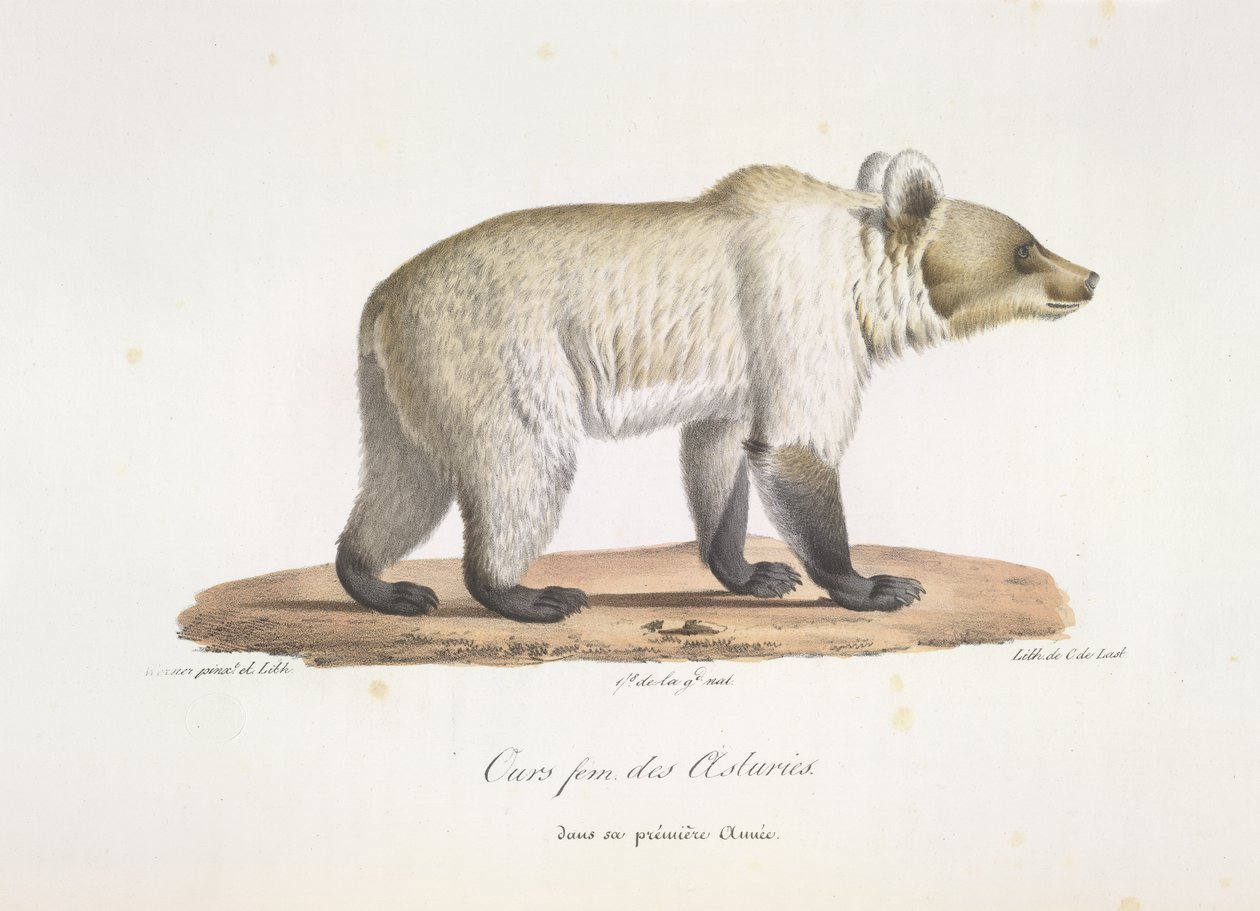 Asturian fem karhu. Naaras espanjalainen karhu, Natural History of Mammals (väri litho) tekijältä French School