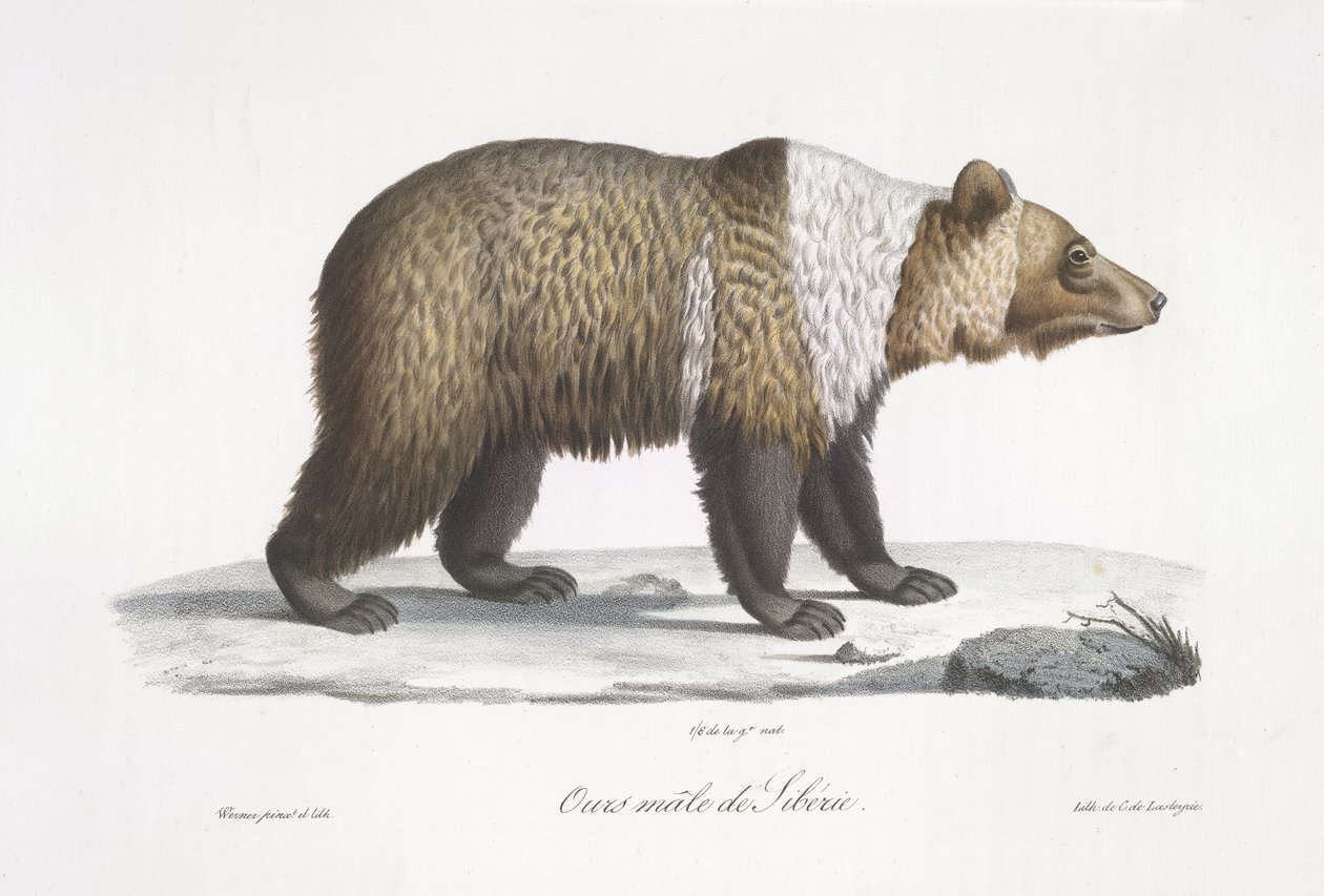 Siperiankarhuuros, "Nisäkkäiden luonnonhistoriasta" (väri litho) tekijältä French School