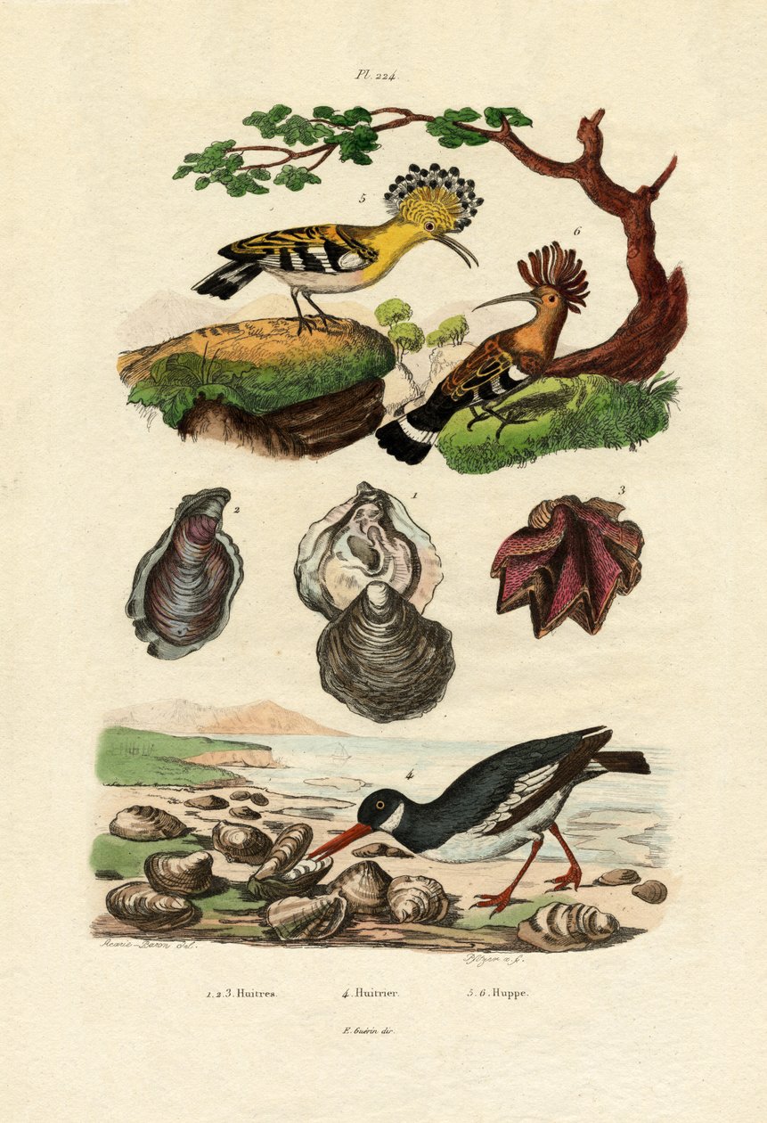 Osterit, 1833-39 tekijältä French School