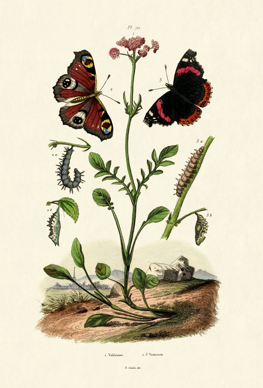 Peacock Butterfly, 1833-39 tekijältä French School
