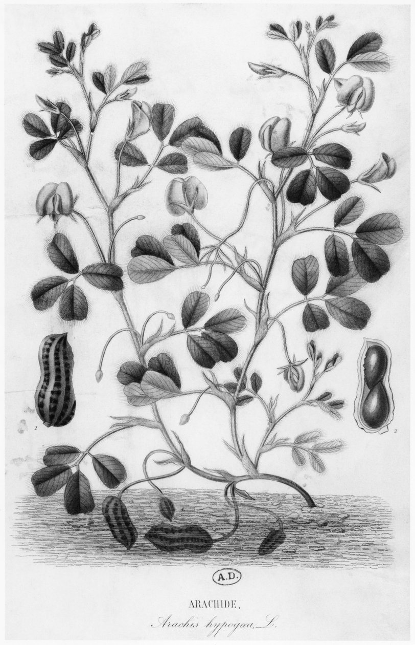 Maapähkinä (Arachis hypogaea) tekijältä French School