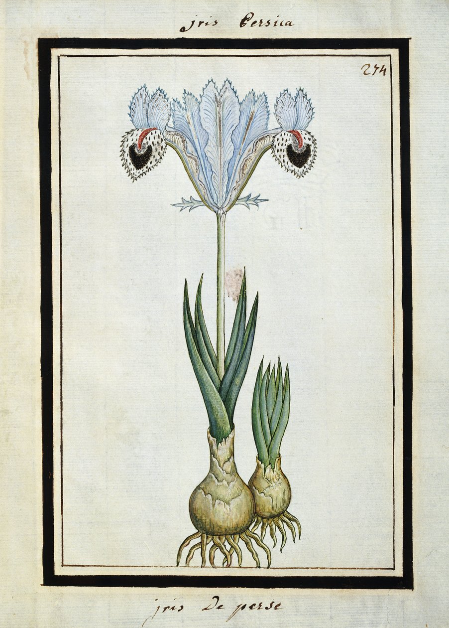 Persialainen iiris, noin 1700 tekijältä French School