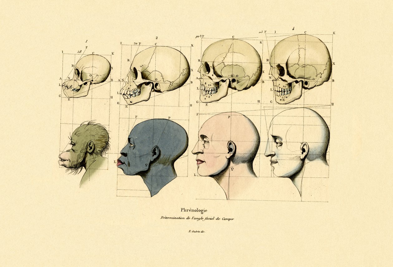 Frenologia, 1833-39 tekijältä French School