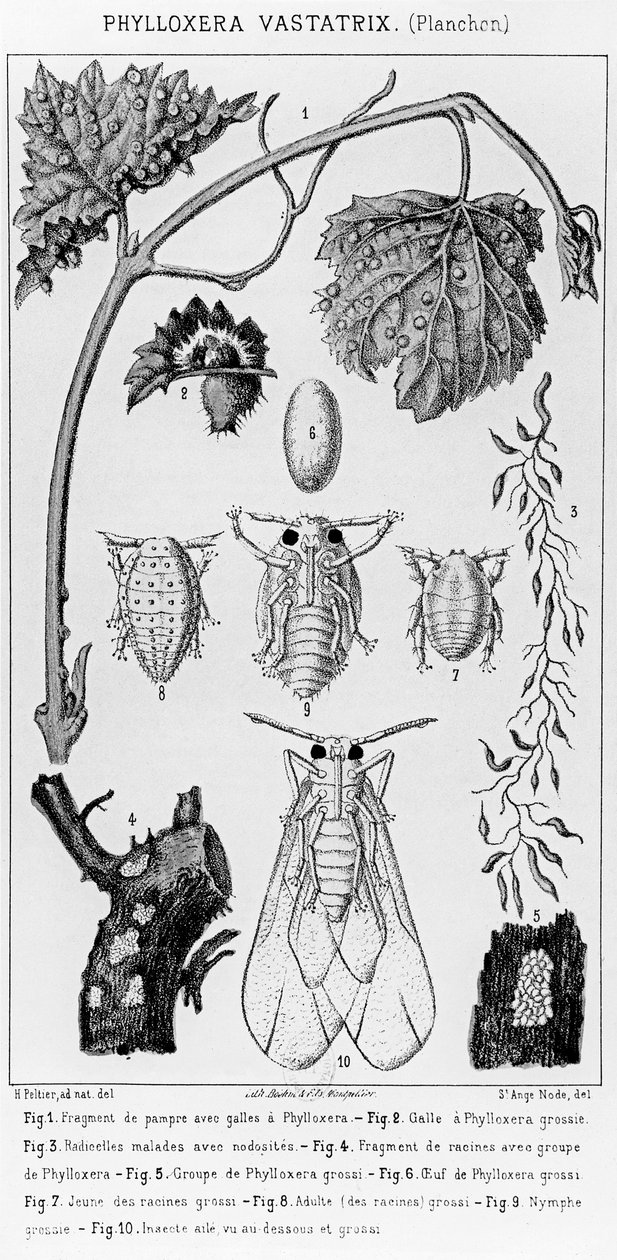 Phylloxera Vastatrix, n. 1850 tekijältä French School