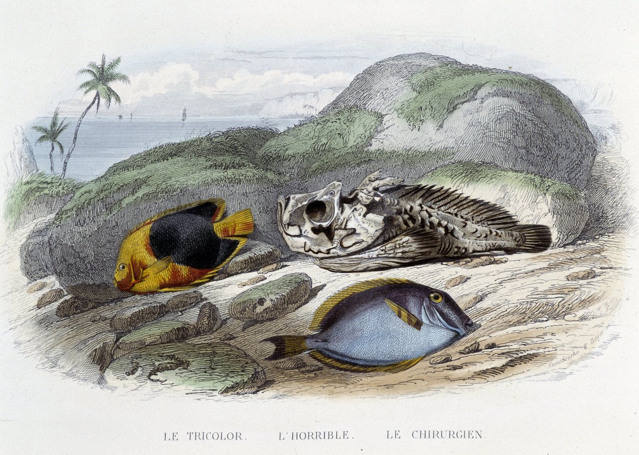 Kalat: Trikolori, kauhea ja kirurgi - Lacépèden "Histoire Naturelle" -kirjassa, toim. Veurne, Pariisi tekijältä French School