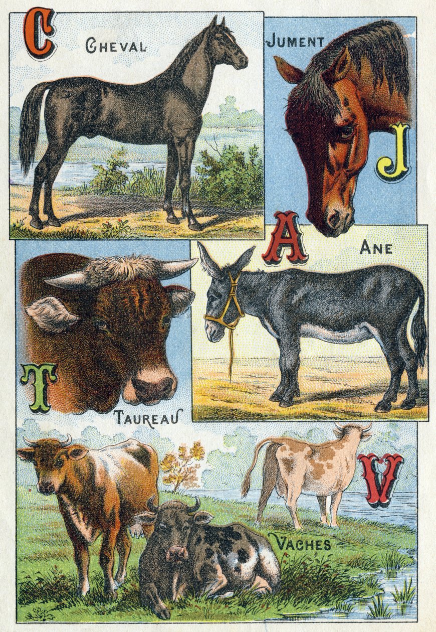 Levy 1: hevonen, tamma, härkä, aasi, lehmät. Kaiverrus "Kotieläinten ja maatilan tavuaakkoset". Serie A. Pellerin et Cie, kirjapainot-kustantajat, Epinal, 1800-luvun loppu. Kromolitografiat . Mitat: 19,5 x 13,5 cm tekijältä French School