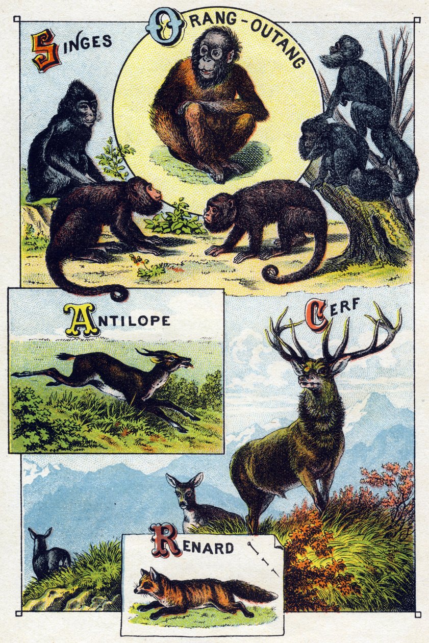 Levy 1: Apinat, oranki, antilooppi, hirvi, kettu. Kaiverrus "villieläinten tavuaakkosilla". Serie A. Pellerin et Cie, kirjapainot-kustantajat, Epinal, 1800-luvun loppu. Kromolitografiat. Pieni 8-sivuinen mainosalbumi, joka sisältää tavun ja tekijältä French School