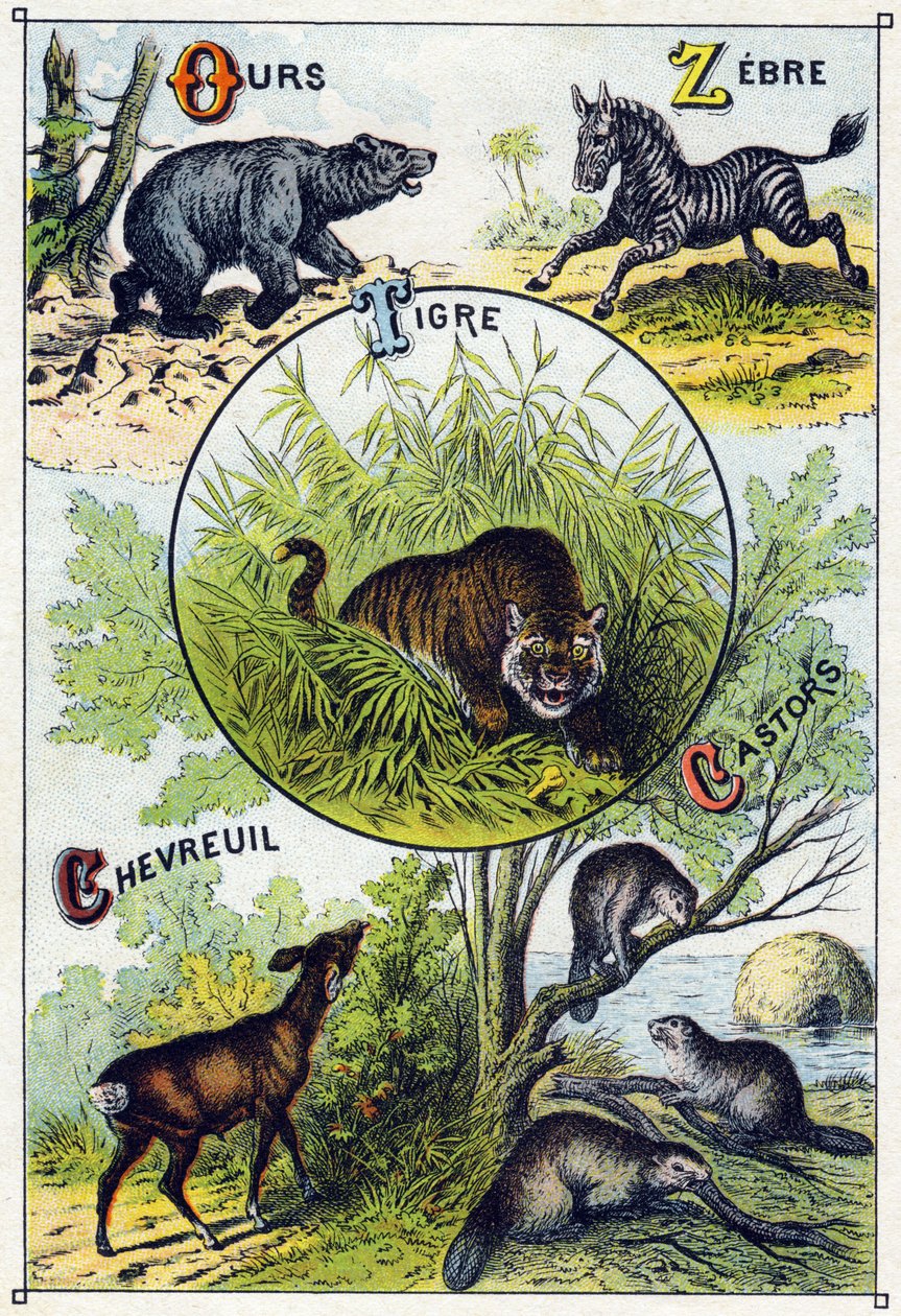 Levy 2: karhu, seepra, tiikeri, peura, majavat. Kaiverrus "villieläinten tavuaakkosilla". Serie A. Pellerin et Cie, kirjapainot-kustantajat, Epinal, 1800-luvun loppu. Kromolitografiat. Pieni 8-sivuinen mainosalbumi, joka sisältää tavun ja kuvan tekijältä French School