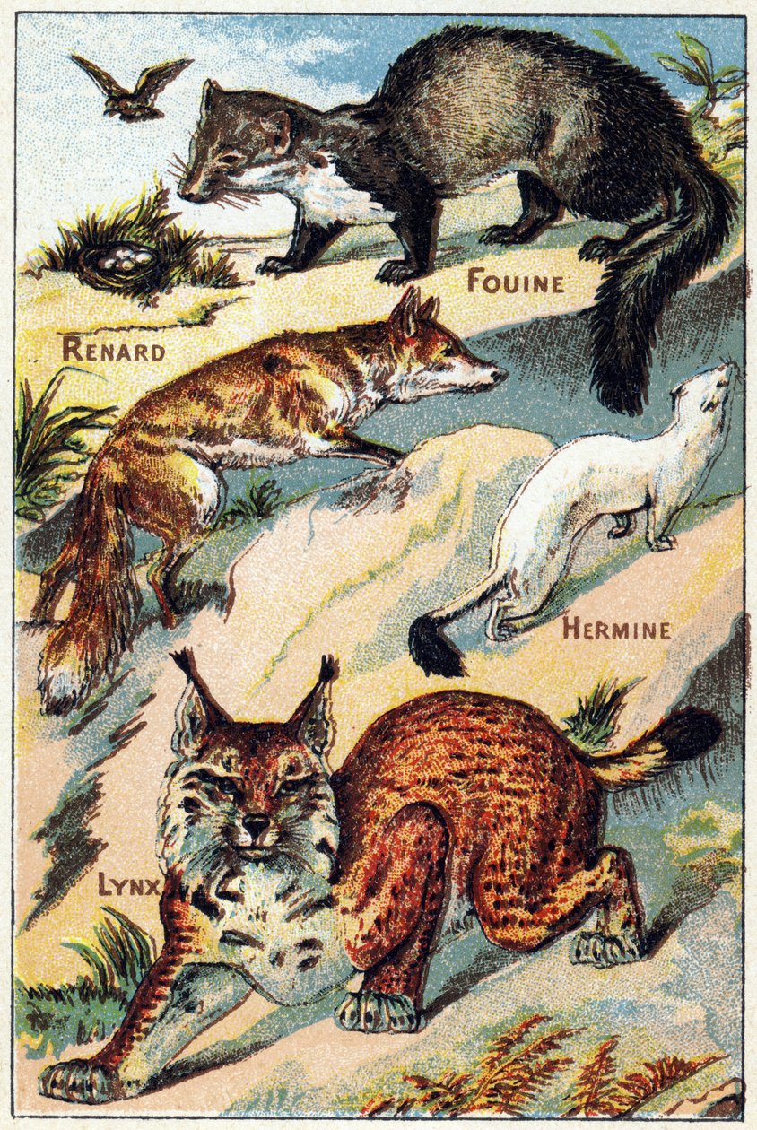 Levy 2: Fox, Snoop, Hermine, Lynx. Kaiverrus "Syllabary aakkoset kaikenlaisia punajuuria"". Serie A. Pellerin et Cie, kirjapainot-kustantajat, Epinal, 1800-luvun loppu. Kromolitografit. Pieni 8-sivuinen mainosalbumi, joka sisältää tavun ja kuvat tekijältä French School