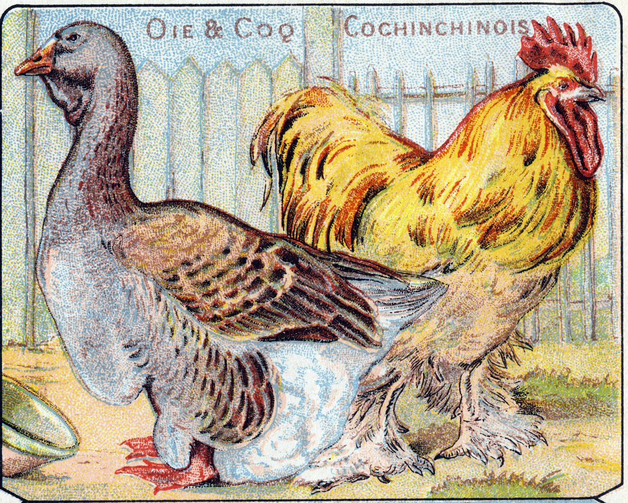 Levy 2: Hanhi ja Cochinese-kuko. Kaiverrus "lintujen ja matelijoiden tavuaakkosilla". Serie A. Pellerin et Cie, kirjapainot-kustantajat, Epinal, 1800-luvun loppu. Kromolitografit. Pieni 8-sivuinen mainosalbumi, joka sisältää tavun ja kuvantajan tekijältä French School