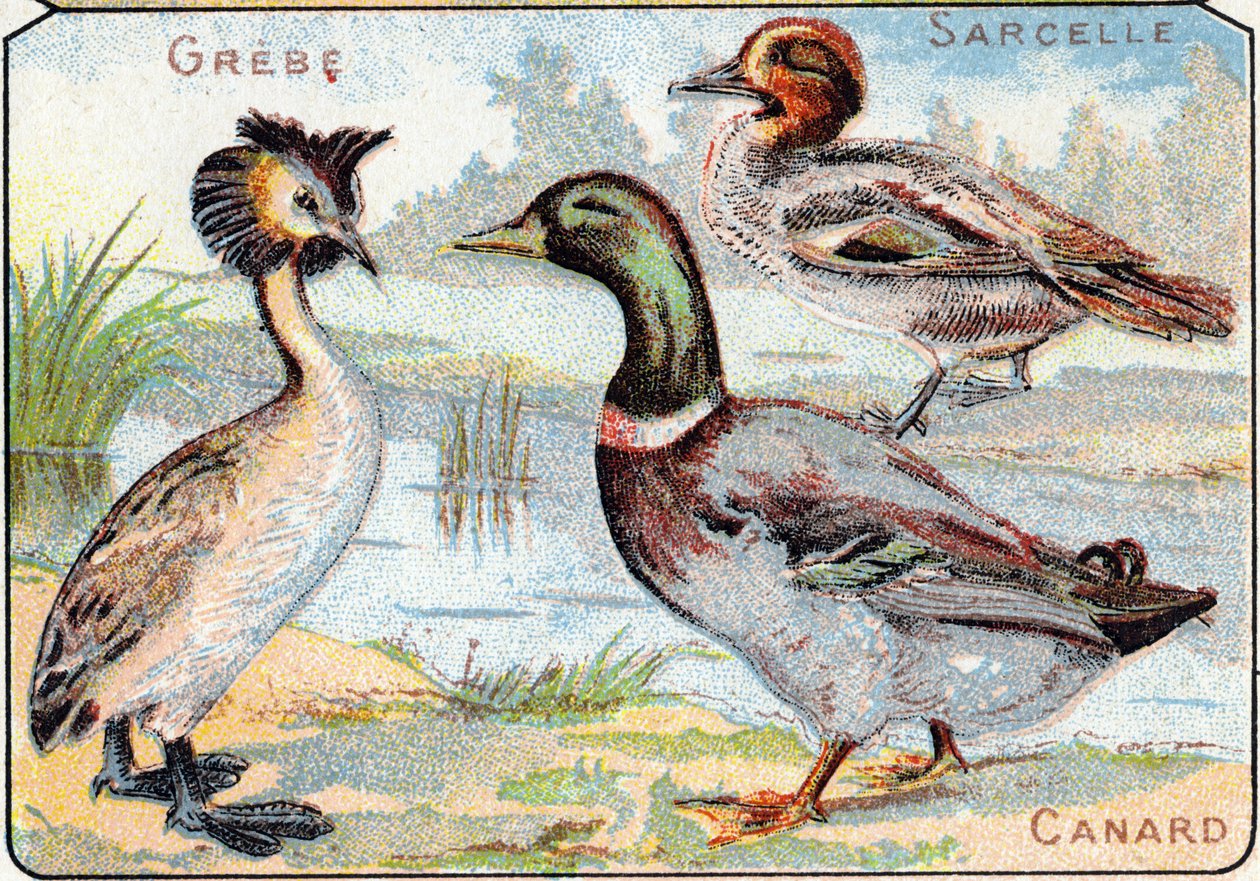 Levy 2: Grebe, tavi, ankka. Kaiverrus "lintujen ja matelijoiden tavuaakkosilla". Serie A. Pellerin et Cie, kirjapainot-kustantajat, Epinal, 1800-luvun loppu. Kromolitografit. Pieni 8-sivuinen mainosalbumi, joka sisältää tavun ja kuvamateriaalin tekijältä French School