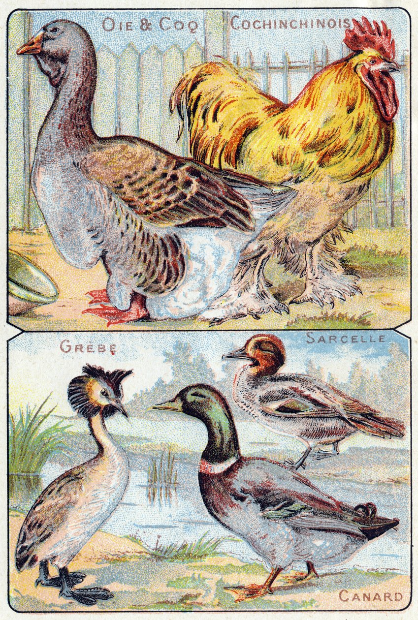 Levy 2 yläosa: Hanhi ja kukko ja kiina; Pohja: Grebe, Taal, Duck. Kaiverrus "lintujen ja matelijoiden tavuaakkosilla". Serie A. Pellerin et Cie, kirjapainot-kustantajat, Epinal, 1800-luvun loppu. Kromolitografit. Pieni 8-sivuinen mainosalbumi con tekijältä French School