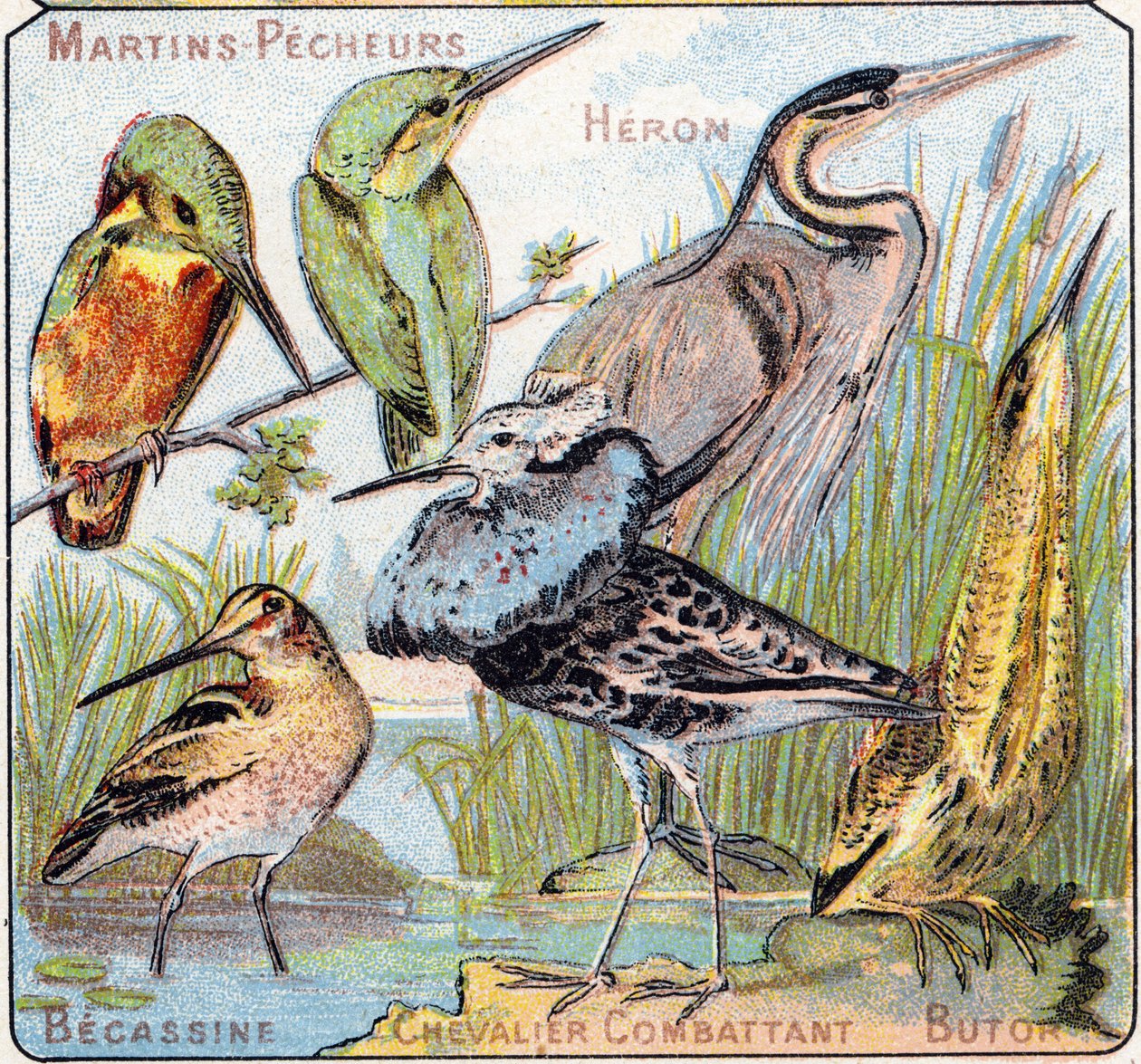 Levy 3: Kingfisher, Heron, Becassine, Ritaritaistelu, Butor. Kaiverrus "lintujen ja matelijoiden tavuaakkosilla". Serie A. Pellerin et Cie, kirjapainot-kustantajat, Epinal, 1800-luvun loppu. Kromolitografit. Pieni 8-sivuinen mainosalbumi, joka sisältää tekijältä French School
