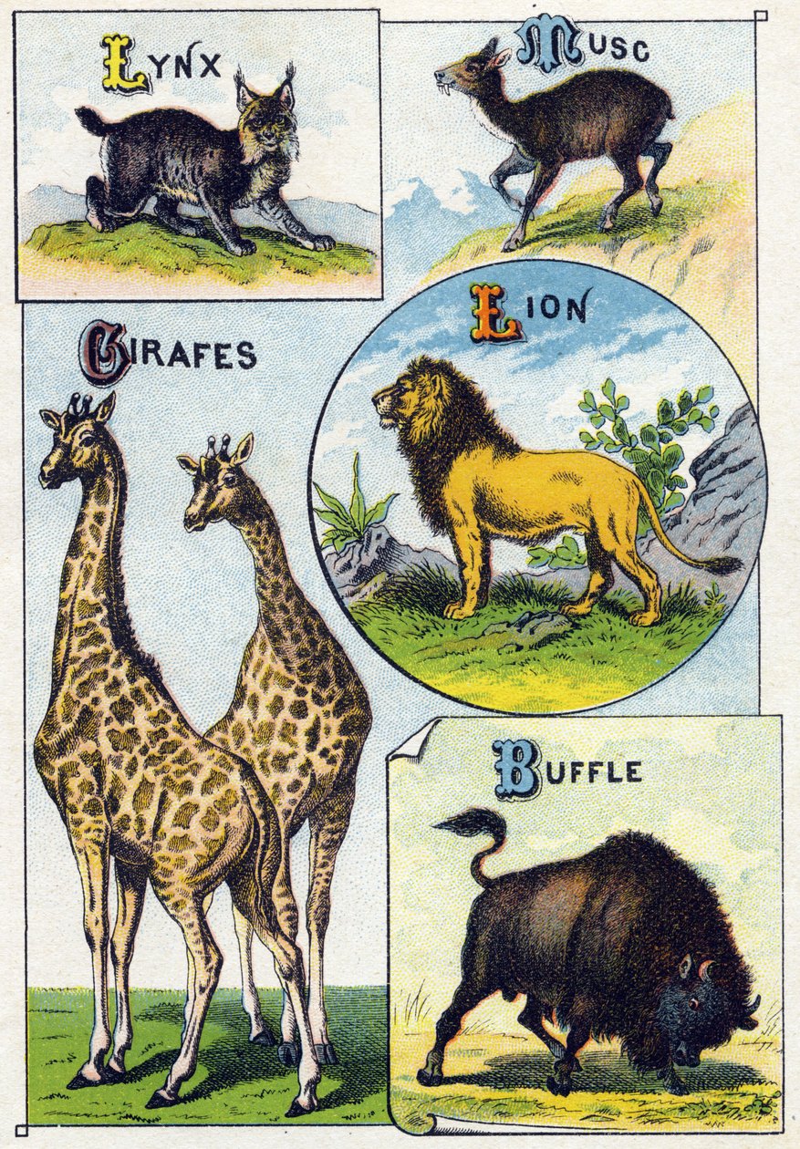 Levy 3: Ilves, myski, kirahvit, leijona, puhveli. Kaiverrus "villieläinten tavuaakkosilla". Serie A. Pellerin et Cie, kirjapainot-kustantajat, Epinal, 1800-luvun loppu. Kromolitografiat. Pieni 8-sivuinen mainosalbumi, jossa on tavu ja ima tekijältä French School