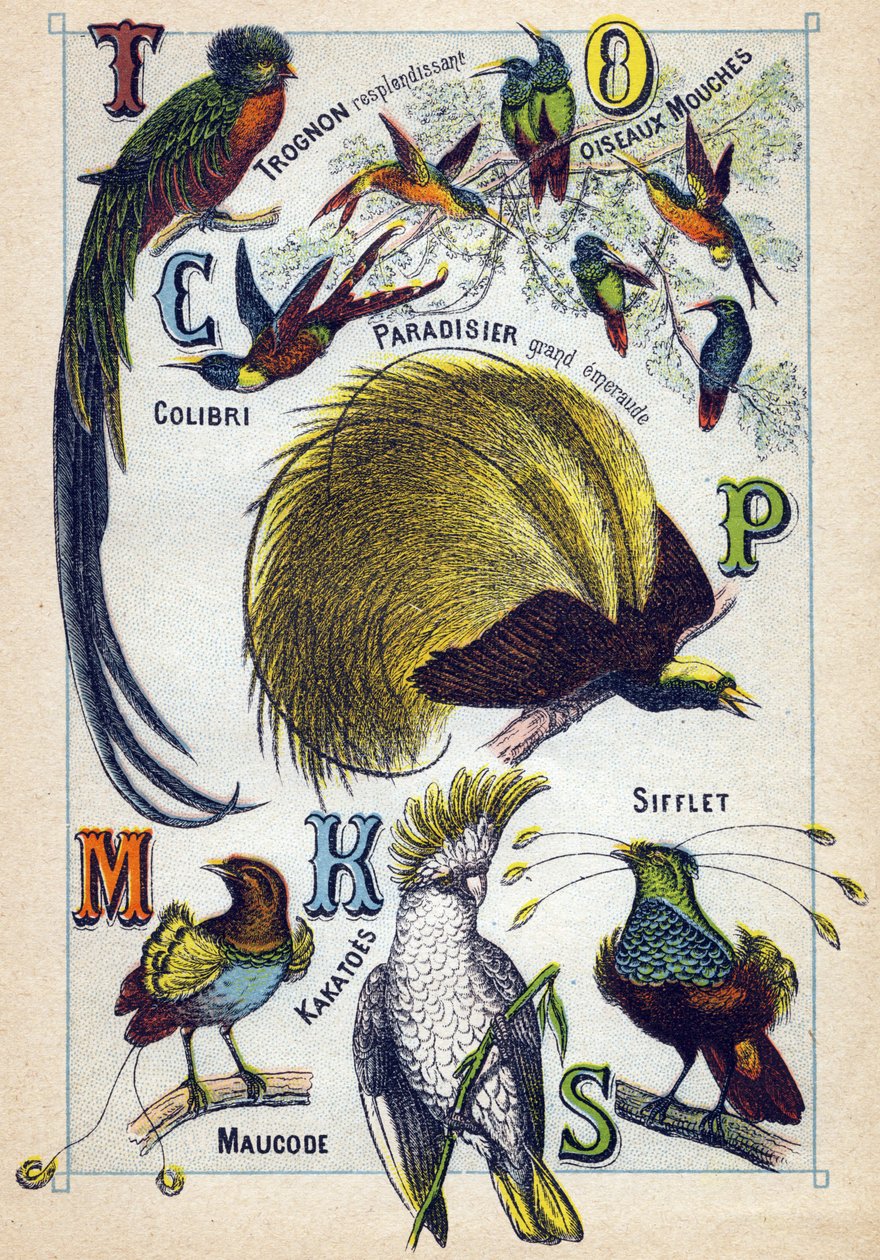 Levy 3: Loistava ydin, Perholinnut, Hummingbird, Emerald Paradise, Kakatoes, Whistle, Maucode. Kaiverrus "lintujen tavukirjaimiin". Serie A. Pellerin et Cie, kirjapainot-kustantajat, Epinal, 1800-luvun loppu. Kromolitografit. Pieni 8-sivuinen mainos tekijältä French School